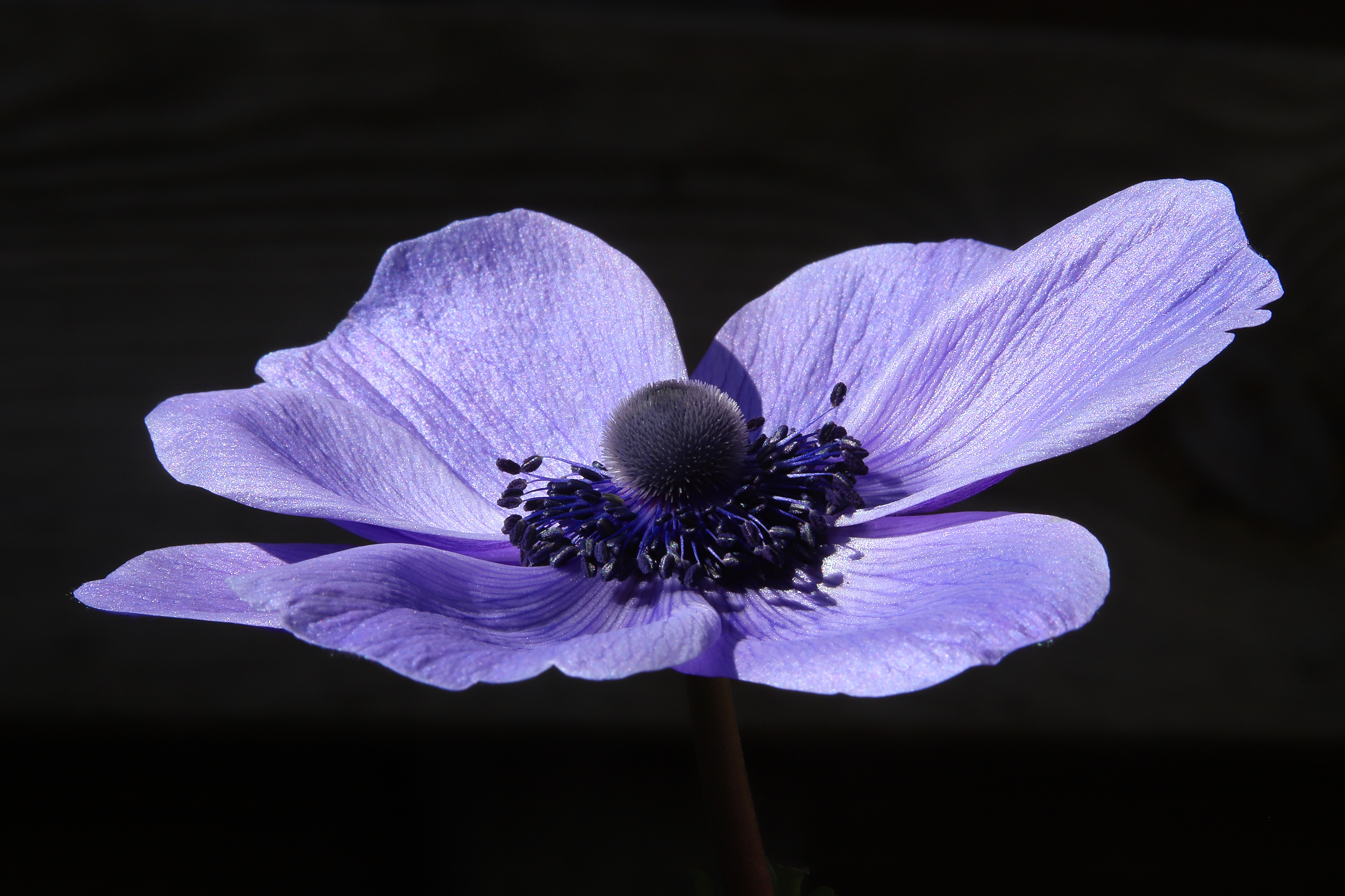 Flowers cover